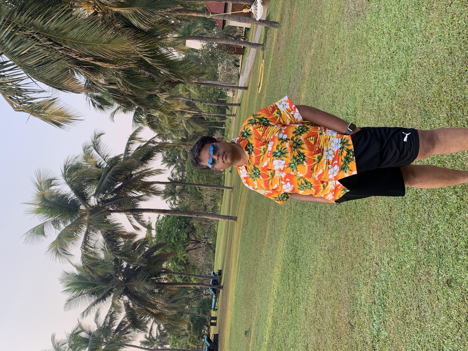 Coconut palm grove in Goa