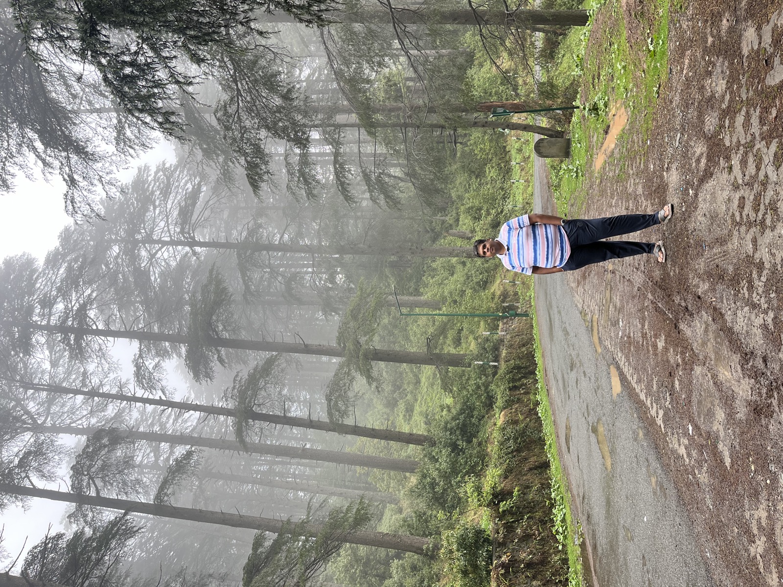 Misty pine forest trail in Patnitop
