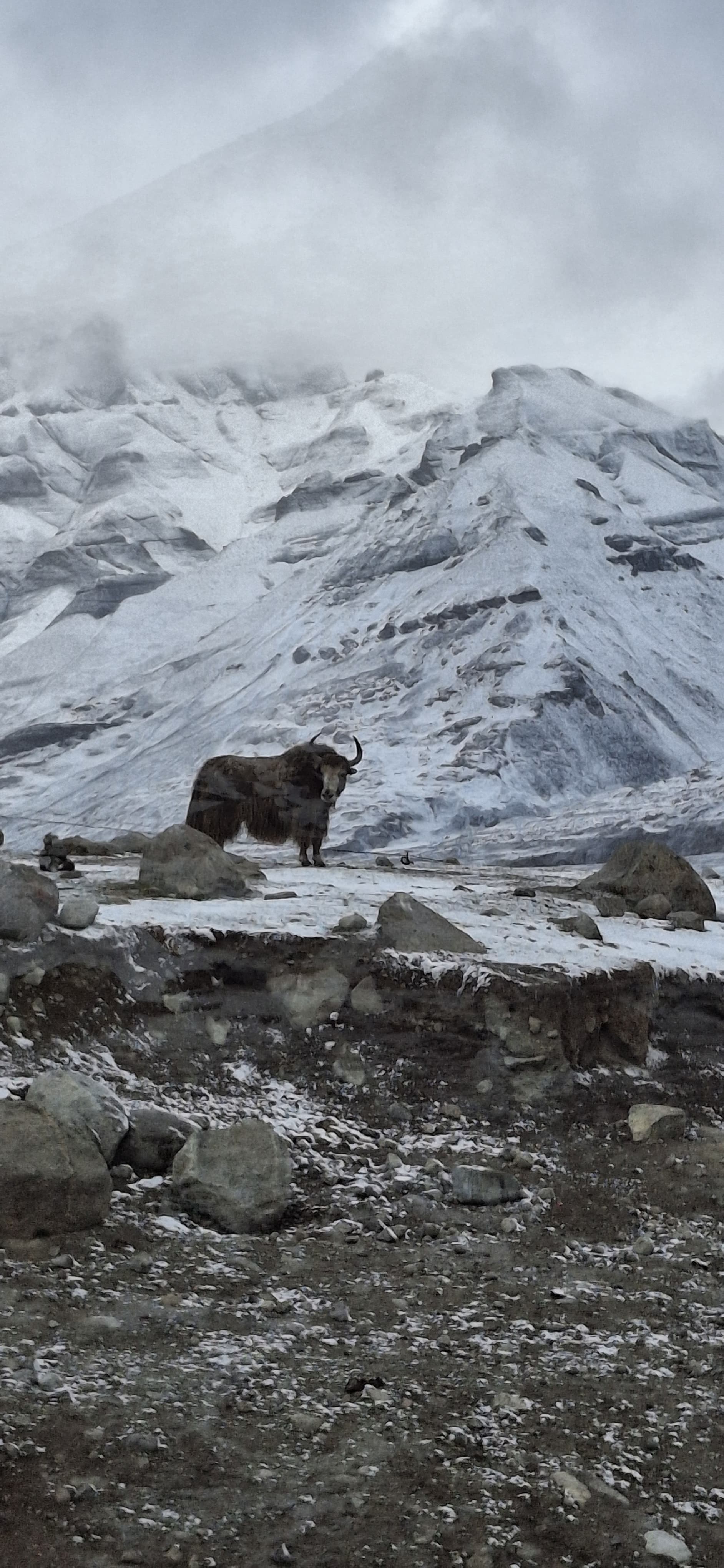 A lone yak on the snowbound plateau near Kailash